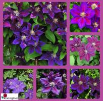 Клематис Юлька / Clematis Julka ( Контейнер Р9 )