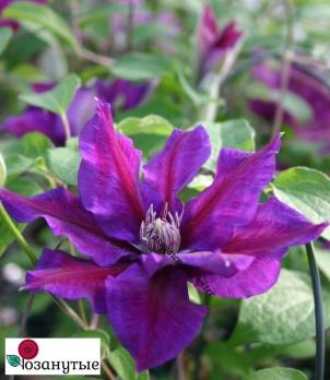 Клематис Юлька / Clematis Julka ( Контейнер Р9 )