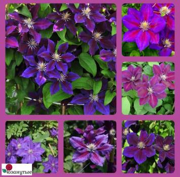 Клематис Юлька / Clematis Julka ( Контейнер Р9 )