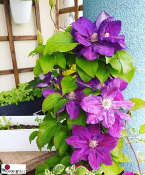 Клематис Юлька / Clematis Julka ( Контейнер Р9 )