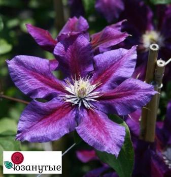 Клематис Юлька / Clematis Julka ( Контейнер Р9 )