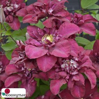Клематис Ян III Собески / Clematis Jan III Sobieski ( Контейнер Р9 )